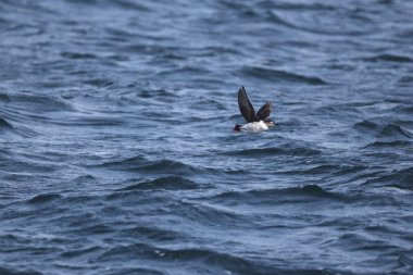 Gözlüklü gulyabani (