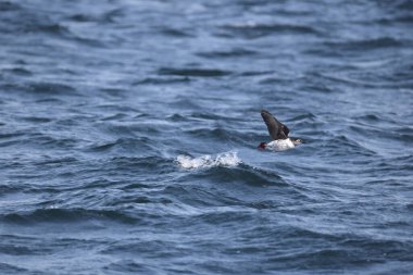 Gözlüklü gulyabani (