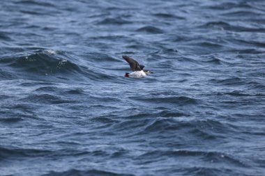 Gözlüklü gulyabani (