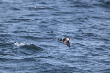 Gözlüklü gulyabani (