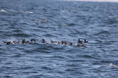 Aethia cristatella, Alcidae familyasından Kuzey Pasifik ve Bering Denizi boyunca yayılmış bir kuş türüdür. Bu fotoğraf Japonya, Hokkaido 'da çekildi..