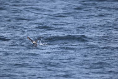 Güvercin lonlemot (Cepphus columba), alcidae familyasından bir kuş türü. Bu fotoğraf Japonya, Hokkaido 'da çekildi..