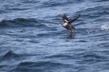 Güvercin lonlemot (Cepphus columba), alcidae familyasından bir kuş türü. Bu fotoğraf Japonya, Hokkaido 'da çekildi..