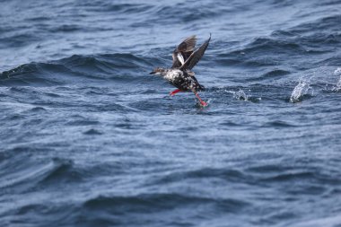 Güvercin lonlemot (Cepphus columba), alcidae familyasından bir kuş türü. Bu fotoğraf Japonya, Hokkaido 'da çekildi..