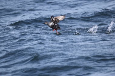 Güvercin lonlemot (Cepphus columba), alcidae familyasından bir kuş türü. Bu fotoğraf Japonya, Hokkaido 'da çekildi..