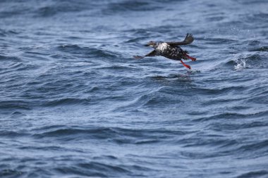 Güvercin lonlemot (Cepphus columba), alcidae familyasından bir kuş türü. Bu fotoğraf Japonya, Hokkaido 'da çekildi..