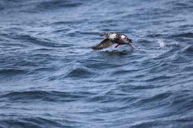 Güvercin lonlemot (Cepphus columba), alcidae familyasından bir kuş türü. Bu fotoğraf Japonya, Hokkaido 'da çekildi..