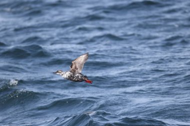 Güvercin lonlemot (Cepphus columba), alcidae familyasından bir kuş türü. Bu fotoğraf Japonya, Hokkaido 'da çekildi..