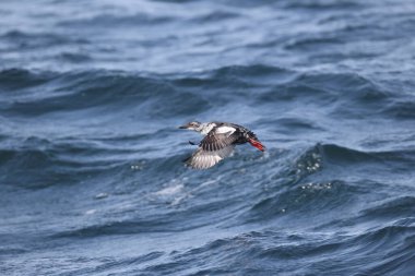 Güvercin lonlemot (Cepphus columba), alcidae familyasından bir kuş türü. Bu fotoğraf Japonya, Hokkaido 'da çekildi..