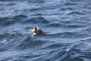 Güvercin lonlemot (Cepphus columba), alcidae familyasından bir kuş türü. Bu fotoğraf Japonya, Hokkaido 'da çekildi..