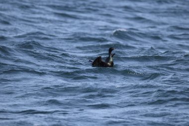 Pelajik karabatak (Urile pelagicus pelagicus), aynı zamanda Baird 'in karabatağı veya menekşe yeşili karabatağı olarak da bilinir..