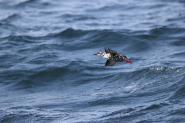 Güvercin lonlemot (Cepphus columba), alcidae familyasından bir kuş türü. Bu fotoğraf Japonya, Hokkaido 'da çekildi..