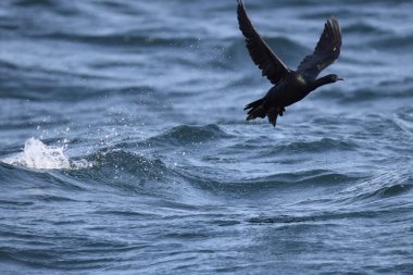 Pelajik karabatak (Urile pelagicus pelagicus), aynı zamanda Baird 'in karabatağı veya menekşe yeşili karabatağı olarak da bilinir..