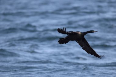 Pelajik karabatak (Urile pelagicus pelagicus), aynı zamanda Baird 'in karabatağı veya menekşe yeşili karabatağı olarak da bilinir..
