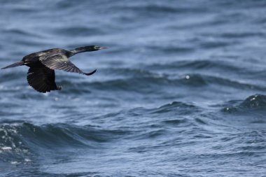Pelajik karabatak (Urile pelagicus pelagicus), aynı zamanda Baird 'in karabatağı veya menekşe yeşili karabatağı olarak da bilinir..