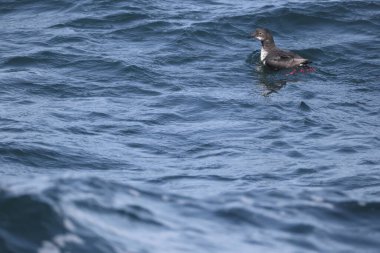 Güvercin lonlemot (Cepphus columba), alcidae familyasından bir kuş türü. Bu fotoğraf Japonya, Hokkaido 'da çekildi..