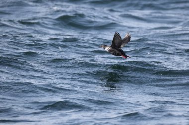 Güvercin lonlemot (Cepphus columba), alcidae familyasından bir kuş türü. Bu fotoğraf Japonya, Hokkaido 'da çekildi..
