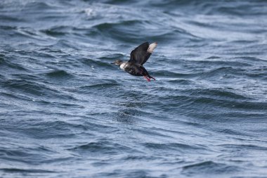 Güvercin lonlemot (Cepphus columba), alcidae familyasından bir kuş türü. Bu fotoğraf Japonya, Hokkaido 'da çekildi..