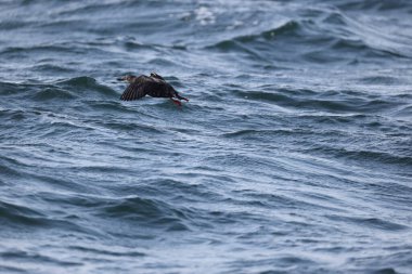 Güvercin lonlemot (Cepphus columba), alcidae familyasından bir kuş türü. Bu fotoğraf Japonya, Hokkaido 'da çekildi..