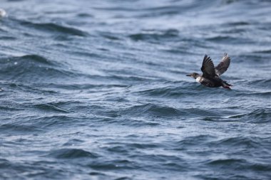 Güvercin lonlemot (Cepphus columba), alcidae familyasından bir kuş türü. Bu fotoğraf Japonya, Hokkaido 'da çekildi..
