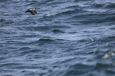 Güvercin lonlemot (Cepphus columba), alcidae familyasından bir kuş türü. Bu fotoğraf Japonya, Hokkaido 'da çekildi..