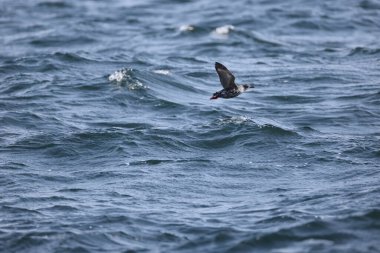 Güvercin lonlemot (Cepphus columba), alcidae familyasından bir kuş türü. Bu fotoğraf Japonya, Hokkaido 'da çekildi..