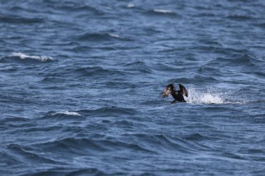 Kırmızı yüzlü karabatak (Urile urile), Phalacrocoracidae familyasından bir kuş türüdür. Bu fotoğraf Japonya, Hokkaido 'da çekildi..