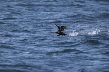 Kırmızı yüzlü karabatak (Urile urile), Phalacrocoracidae familyasından bir kuş türüdür. Bu fotoğraf Japonya, Hokkaido 'da çekildi..