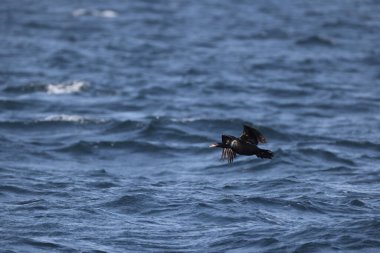 Kırmızı yüzlü karabatak (Urile urile), Phalacrocoracidae familyasından bir kuş türüdür. Bu fotoğraf Japonya, Hokkaido 'da çekildi..