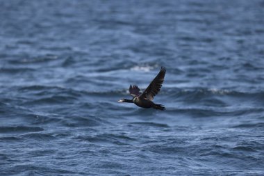 Kırmızı yüzlü karabatak (Urile urile), Phalacrocoracidae familyasından bir kuş türüdür. Bu fotoğraf Japonya, Hokkaido 'da çekildi..