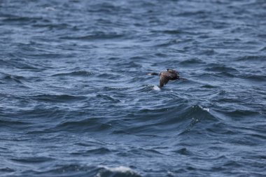 Kırmızı yüzlü karabatak (Urile urile), Phalacrocoracidae familyasından bir kuş türüdür. Bu fotoğraf Japonya, Hokkaido 'da çekildi..