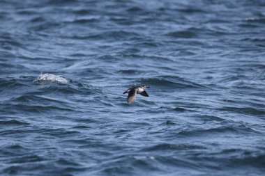 Gözlüklü gulyabani (