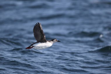 Gözlüklü gulyabani (