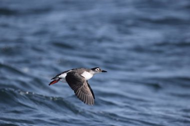 Gözlüklü gulyabani (