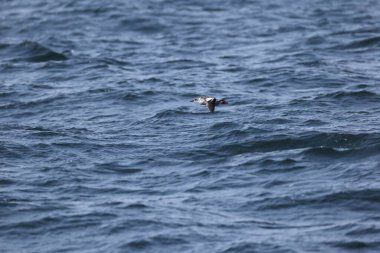 Güvercin lonlemot (Cepphus columba), alcidae familyasından bir kuş türü. Bu fotoğraf Japonya, Hokkaido 'da çekildi..