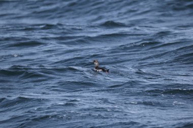 Güvercin lonlemot (Cepphus columba), alcidae familyasından bir kuş türü. Bu fotoğraf Japonya, Hokkaido 'da çekildi..
