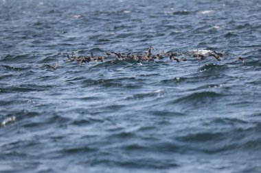Aethia cristatella, Alcidae familyasından Kuzey Pasifik ve Bering Denizi boyunca yayılmış bir kuş türüdür. Bu fotoğraf Japonya, Hokkaido 'da çekildi..