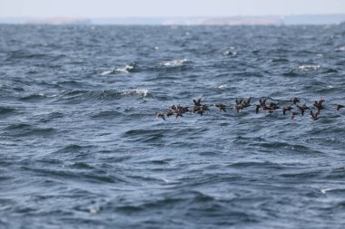 Aethia cristatella, Alcidae familyasından Kuzey Pasifik ve Bering Denizi boyunca yayılmış bir kuş türüdür. Bu fotoğraf Japonya, Hokkaido 'da çekildi..