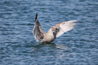 Cazibeli martı (Larus glaucescens) büyük, beyaz başlı bir martıdır. Bu fotoğraf Japonya, Hokkaido 'da çekildi..