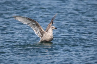Cazibeli martı (Larus glaucescens) büyük, beyaz başlı bir martıdır. Bu fotoğraf Japonya, Hokkaido 'da çekildi..