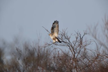 Japonya 'nın Hokkaido kentindeki Doğu Akbabası (Buteo japonicus japonicus).
