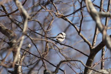 The long-tailed tit (Aegithalos caudatus japonicus), also named long-tailed bushtit, is a common bird found throughout Europe and the Palearctic. This photo was taken in Hokkaido, Japan.