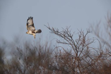 Japonya 'nın Hokkaido kentindeki Doğu Akbabası (Buteo japonicus japonicus).