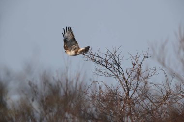 Japonya 'nın Hokkaido kentindeki Doğu Akbabası (Buteo japonicus japonicus).