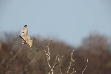 Kır baykuşu (ASIO flammeus) Japonya'da