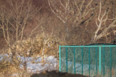 Kır baykuşu (ASIO flammeus) Japonya'da