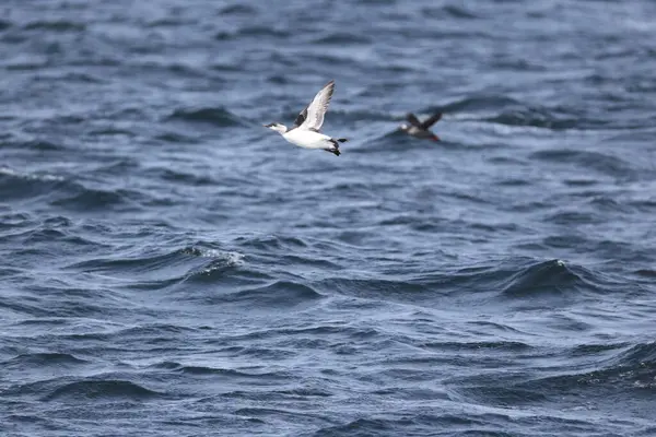 Yaygın murre (Uria aalge) büyük bir auk türüdür. Kuzey Atlantik ve Kuzey Pasifik 'teki düşük kutup ve boreal sularda meydana gelen bir çevresel kutup dağılımına sahiptir.. 