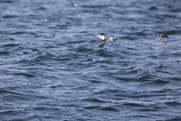 Yaygın murre (Uria aalge) büyük bir auk türüdür. Kuzey Atlantik ve Kuzey Pasifik 'teki düşük kutup ve boreal sularda meydana gelen bir çevresel kutup dağılımına sahiptir.. 