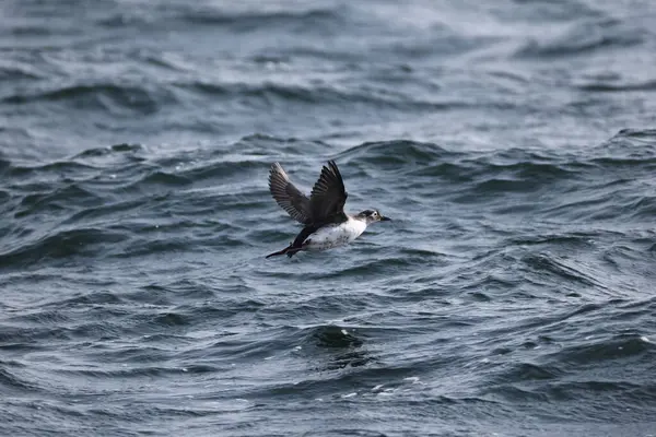 Gözlüklü gulyabani (