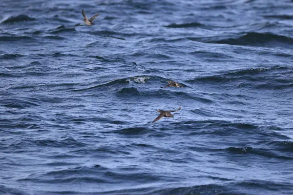 Aethia cristatella, Alcidae familyasından Kuzey Pasifik ve Bering Denizi boyunca yayılmış bir kuş türüdür. Bu fotoğraf Japonya, Hokkaido 'da çekildi..